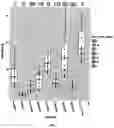 Fig. 08 - BALANCED RESISTANCE AND AVIRULENCE GENE EXPRESSION