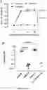 Fig. 08 - COMPOSITIONS AND METHODS FOR INCREASING OR ENHANCING TRANSDUCTION OF GENE THERAPY VECTORS AND FOR REMOVING OR REDUCING IMMUNOGLOBULINS