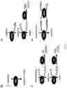 Fig. 12 - BIOSYNTHESIS OF PREPARING NICOTINAMIDE MONONUCLEOTIDE AND DERIVATIVES THEREOF