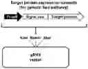 Fig. 01 - Method for Secretory Production of Protein