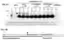 Fig. 06 - Method for Secretory Production of Protein