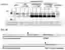 Fig. 07 - Method for Secretory Production of Protein