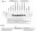 Fig. 08 - Method for Secretory Production of Protein