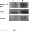 Fig. 02 - Cell hydrolysate composition from cultivated cells and applications thereof