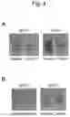 Fig. 06 - HISTAMINE MEASUREMENT METHOD AND KIT