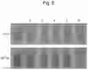 Fig. 07 - HISTAMINE MEASUREMENT METHOD AND KIT
