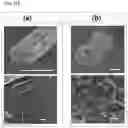 Fig. 33 - Graphene fiber and method of manufacturing the same
