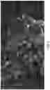 Fig. 09 - Systems and methods for imaging samples with reduced sample motion artifacts