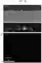 Fig. 07 - Composite solid electrolyte, method of preparing composite solid electrolyte, and electrochemical battery including composite solid electrolyte