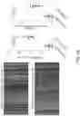 Fig. 10 - TRANS-4-HYDROXYCYCLOHEXYL PHENYL AMIDE MITOFUSIN ACTIVATORS AND METHODS OF USE THEREOF