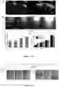 Fig. 09 - METHOD FOR OPTICAL OPENING OF THE BLOOD-BRAIN BARRIER