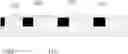 Fig. 01 - Organic electroluminescent devices and manufacturing methods thereof