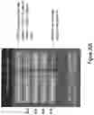 Fig. 37 - Cloud-authenticated site resource management devices, apparatuses, methods and systems