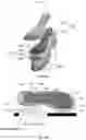 Fig. 09 - Sole comprising individually deflectable reinforcing members, and shoe with such a sole