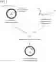 Fig. 02 - COMPOSITIONS AND METHODS INVOLVING TRANSFORMING EXTRACELLULAR VESICLES