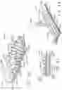 Fig. 30 - TISSUE THICKNESS COMPENSATOR CONFIGURED TO REDISTRIBUTE COMPRESSIVE FORCES