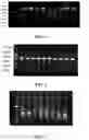 Fig. 02 - SOLUTION FOR PROLONGING OPEN TIME OF FERTILIZATION HOLE OF FISH EGGS AND METHOD FOR INTRODUCING EXOGENOUS GENE THROUGH FERTILIZATION HOLE