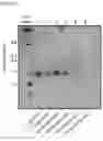 Fig. 05 - Glycosylation of proteins