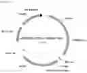 Fig. 07 - Glycosylation of proteins