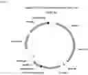 Fig. 08 - Glycosylation of proteins