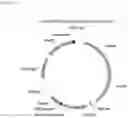 Fig. 09 - Glycosylation of proteins