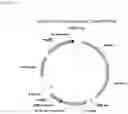 Fig. 10 - Glycosylation of proteins