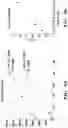 Fig. 04 - ASSAYS AND METHODS FOR DETECTING UDP-GLUCOSE