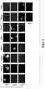 Fig. 10 - Compositions and methods for analyte detection