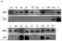 Fig. 02 - Pharmaceutical Composition Comprising Compound Capable of Penetrating Blood-Brain Barrier as Effective Ingredient for Preventing or Treating Brain Cancer