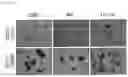 Fig. 07 - Pharmaceutical Composition Comprising Compound Capable of Penetrating Blood-Brain Barrier as Effective Ingredient for Preventing or Treating Brain Cancer