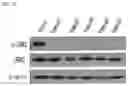 Fig. 09 - Pharmaceutical Composition Comprising Compound Capable of Penetrating Blood-Brain Barrier as Effective Ingredient for Preventing or Treating Brain Cancer