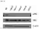 Fig. 33 - Pharmaceutical Composition Comprising Compound Capable of Penetrating Blood-Brain Barrier as Effective Ingredient for Preventing or Treating Brain Cancer