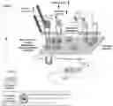 Fig. 01 - Nano-ligand for promoting cell adhesion and differentiation of stem cells and method of promoting cell adhesion and differentiation of stem cells by using the same