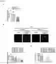 Fig. 22 - Nano-ligand for promoting cell adhesion and differentiation of stem cells and method of promoting cell adhesion and differentiation of stem cells by using the same