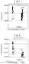 Fig. 06 - METHOD FOR ANALYZING EXPRESSION OF SMN PROTEIN NUCLEAR BODY