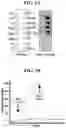 Fig. 02 - PIP2 AS A MARKER FOR HDL FUNCTION AND CARDIOVASCULAR DISEASE RISK