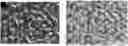 Fig. 01 - Self-assembled directionally solidified eutectics for thermal neutron detection