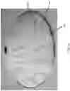 Fig. 25 - Wrinkle free foldable reflectors made with composite materials