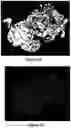 Fig. 09 - Computer-implemented process on an image of a biological sample