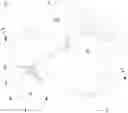 Fig. 01 - Shoe Last with Screw Joint