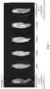 Fig. 04 - Oral Care Composition Comprising Cuttlefish Bone Powder and Uses Thereof