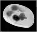 Fig. 01 - Carrier for the oral absorption of an active substance by animals, method for preparing same and uses thereof