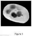 Fig. 02 - Carrier for the oral absorption of an active substance by animals, method for preparing same and uses thereof