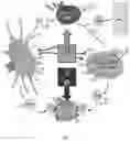 Fig. 02 - COMPOSITIONS AND METHODS OF TREATING A T CELL MEDIATED DISORDER