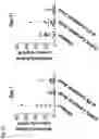 Fig. 32 - Compositions and related methods for controlling vector-borne diseases