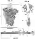 Fig. 02 - Prefusion coronavirus spike proteins and their use