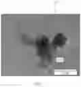 Fig. 02 - Nano particle agglomerate reduction to primary particle