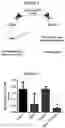 Fig. 02 - COMPOSITIONS AND METHODS FOR TREATING CANCERS