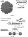 Fig. 02 - METHODS AND COMPOSITIONS FOR DELIVERY OF AGENTS ACROSS THE BLOOD-BRAIN BARRIER