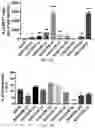 Fig. 09 - METHODS AND COMPOSITIONS FOR DELIVERY OF AGENTS ACROSS THE BLOOD-BRAIN BARRIER